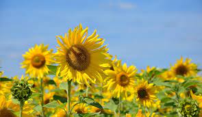 Kesätapahtuma – Sommarträff – 23.8.2023